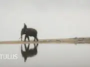 Lirik Lagu Gajah - Tulus