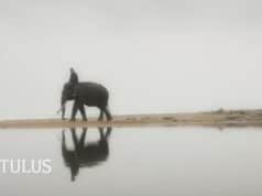Lirik Lagu Gajah - Tulus